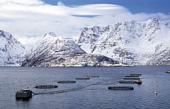 Salmon fish farm in Loppa. Photo: Per Eide Studio. Norwegian Seafood Export Council.  