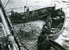 Tømming av snurpenot med sjølvlossande hov. Vinteren 1951. Foto: Ukjent. Fiskeri og Kystdepartementet .